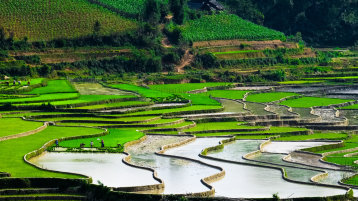 Reisfelder Vietnam (Bild: Fotoloia/cristaltran)